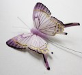 2019 Veren vlinder paarse tinten